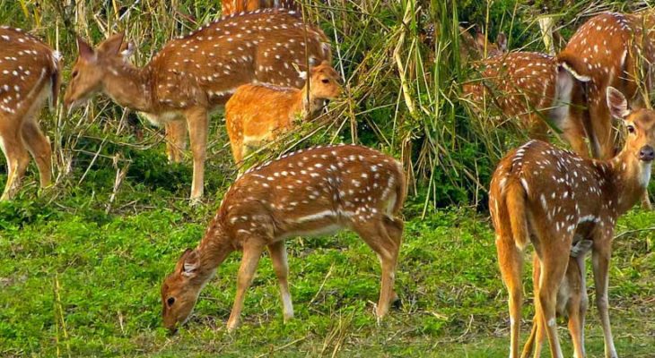Bardia National Park Safari Tour- 4 Nights 5 Days